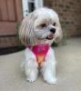 American River Choke Free Dog Harness Ombre Collection - Raspberry Pink and Orange