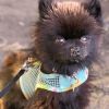 Cool Mesh Dog Harness with Leash - Pineapple Luau